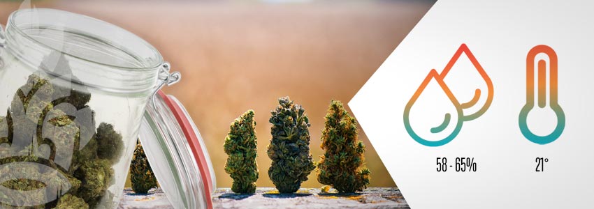 Come Seccare La Cannabis In Fretta E 3 Opzioni Per I Fiori Umidi - Zamnesia  Blog